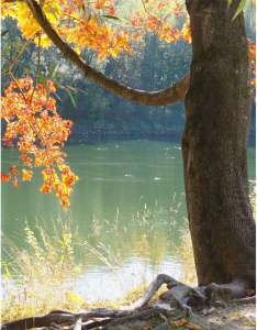  • <em>Herbststimmung am Donauufer<em>