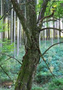  • <em>Dieser krumme Baum unterbricht die eintönige Monokultur im Wald<em>