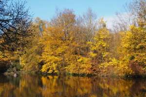 • <em>Prächtiges Herbstfarbenspiel am Künettegraben in Ingolstadt<em>