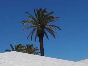  • <em>Palmengarten - eine Sache der Perspektive<em>