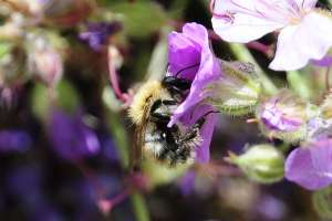  • <em>Bienen sind die Helfer des Menschen, sie bestäuben Blüten und liefern uns wertvollen Honig.<em>