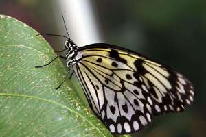  • <em>Die weisse Baumnymphe, eine Schmetterlingsart sieht zart und wunderschön aus.<em>