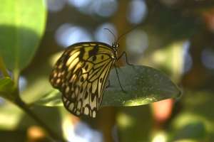  • <em>Die weisse Baumnymphe, eine Schmetterlingsart im Licht-Schatten Spiel.<em>