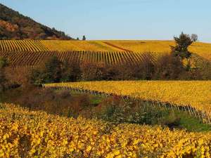  • <em>Die Südpfalz mit seinen vielen Weinlagen am Pfälzer Wald ist eine entdeckenswerte Region in Deutschland<em>