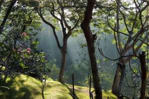 • <em>Der Zauber von Bali, der Regenwald verzaubert auf besondere Art und Weise.<em>